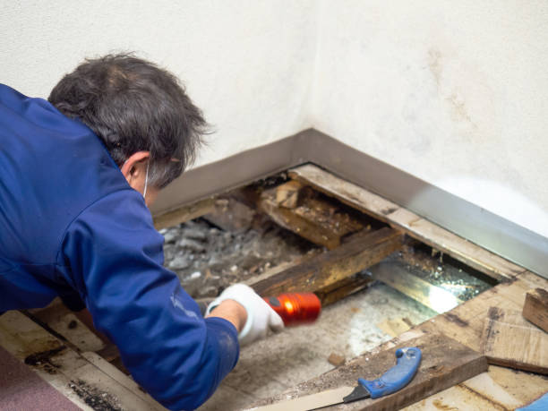 Best Crawl Space Mold Remediation in West Richland, WA