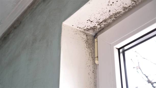 Best Mold Testing and Inspection Services in West Richland, WA