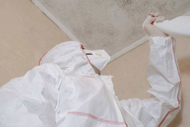 Best White Mold Remediation in West Richland, WA