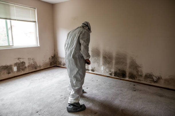 Best Residential Mold Remediation in West Richland, WA