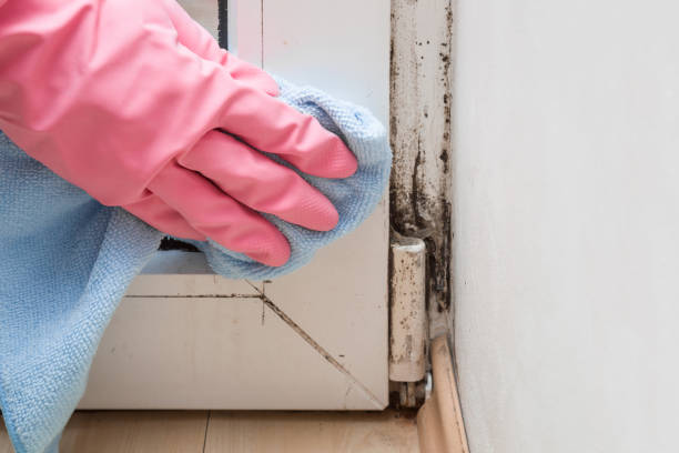 Best Basement Mold Remediation in West Richland, WA