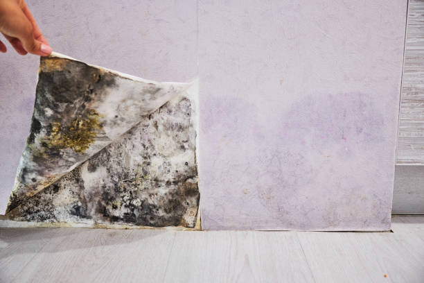 Best Black Mold Remediation in West Richland, WA
